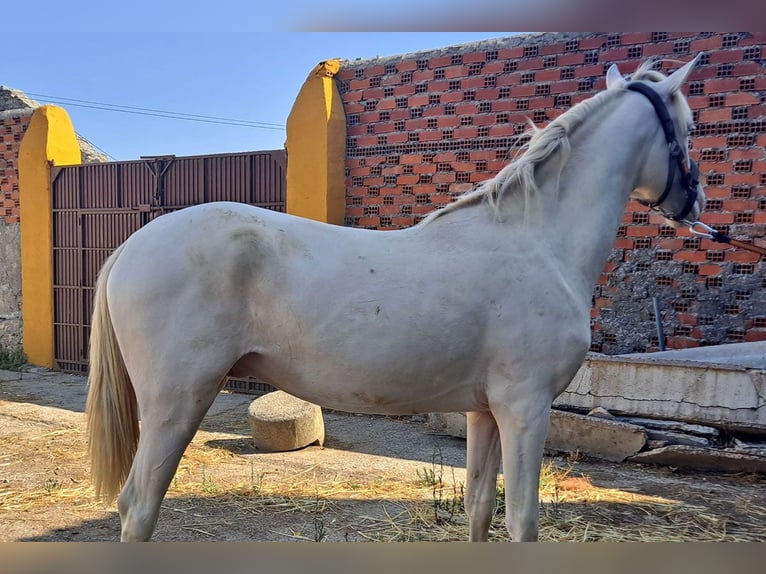 Andaluces Caballo castrado 2 años 157 cm Cremello in Cac&#xE9;res