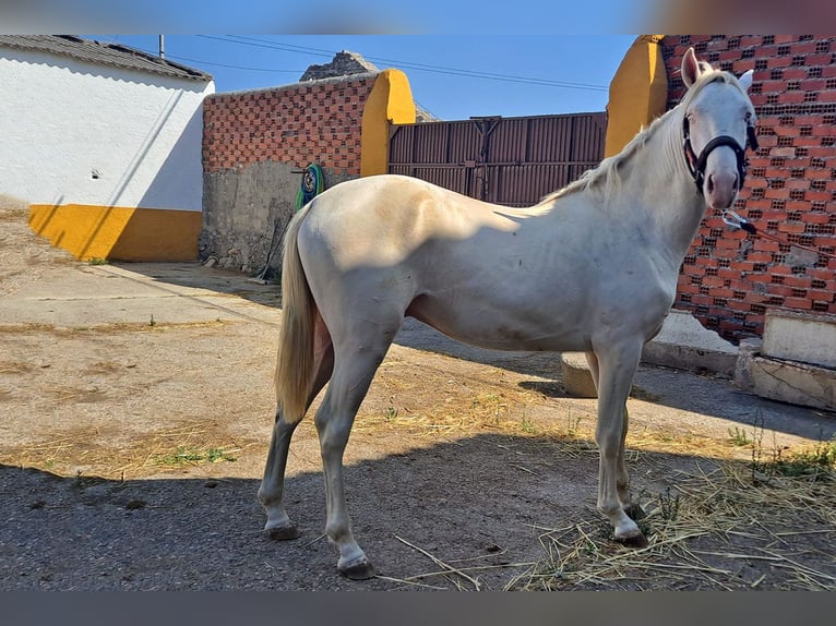 Andaluces Caballo castrado 2 años 157 cm Cremello in Cac&#xE9;res