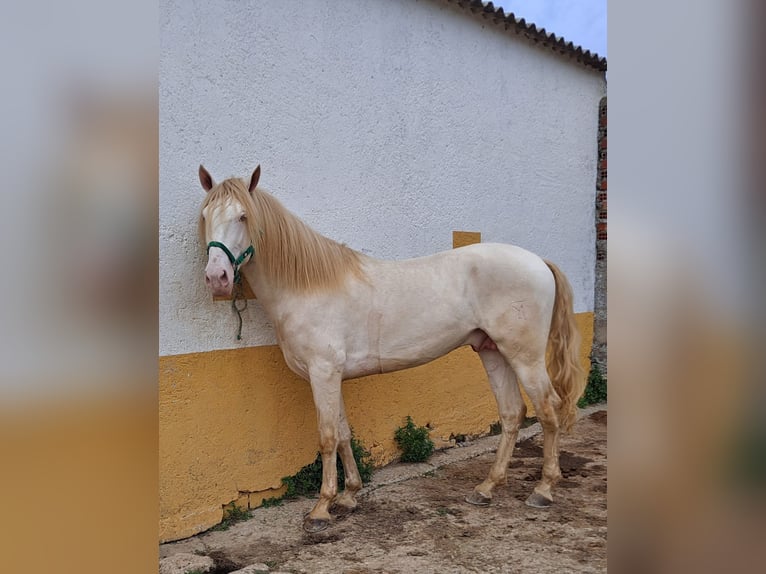 Andaluces Caballo castrado 2 años 157 cm Cremello in Cac&#xE9;res