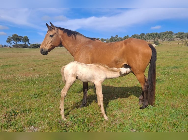 Andaluces Caballo castrado 2 años 157 cm Cremello in Cac&#xE9;res