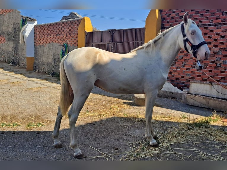 Andaluces Caballo castrado 2 años 157 cm Cremello in Cac&#xE9;res