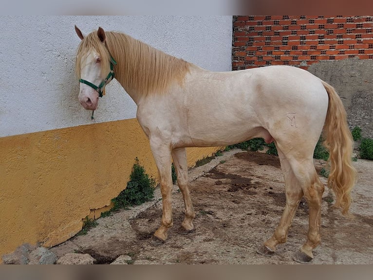 Andaluces Caballo castrado 2 años 157 cm Cremello in Cac&#xE9;res