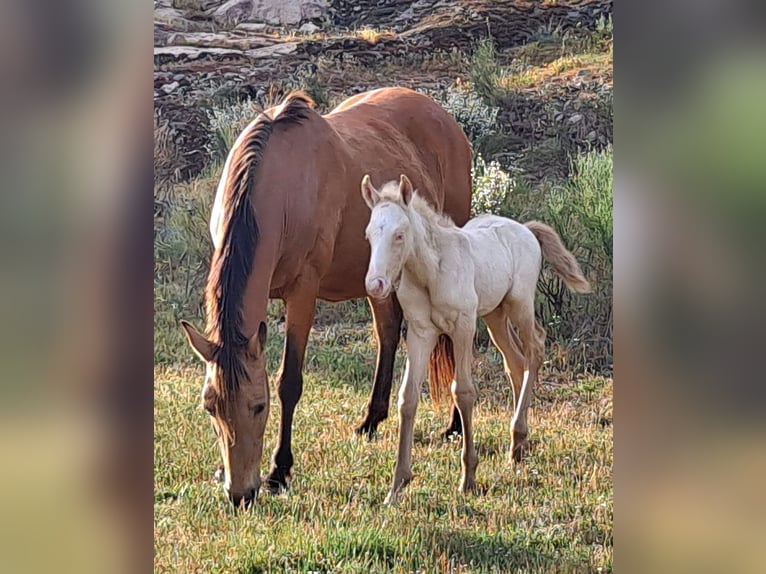 Andaluces Caballo castrado 2 años 157 cm Cremello in Cac&#xE9;res