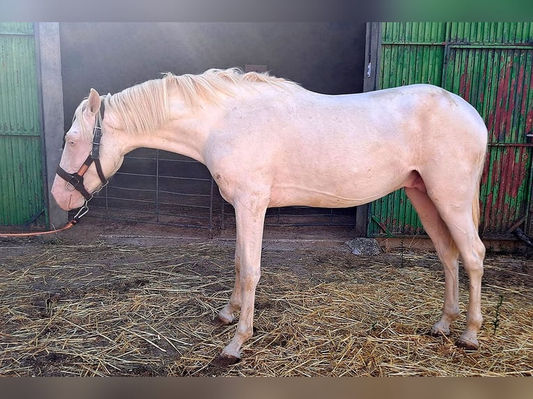 Andaluces Caballo castrado 2 años 157 cm Cremello in Cac&#xE9;res