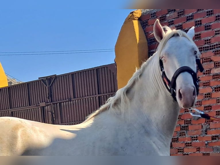 Andaluces Caballo castrado 2 años 157 cm Cremello in Cac&#xE9;res
