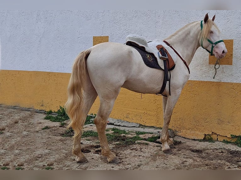 Andaluces Caballo castrado 2 años 157 cm Cremello in Cac&#xE9;res
