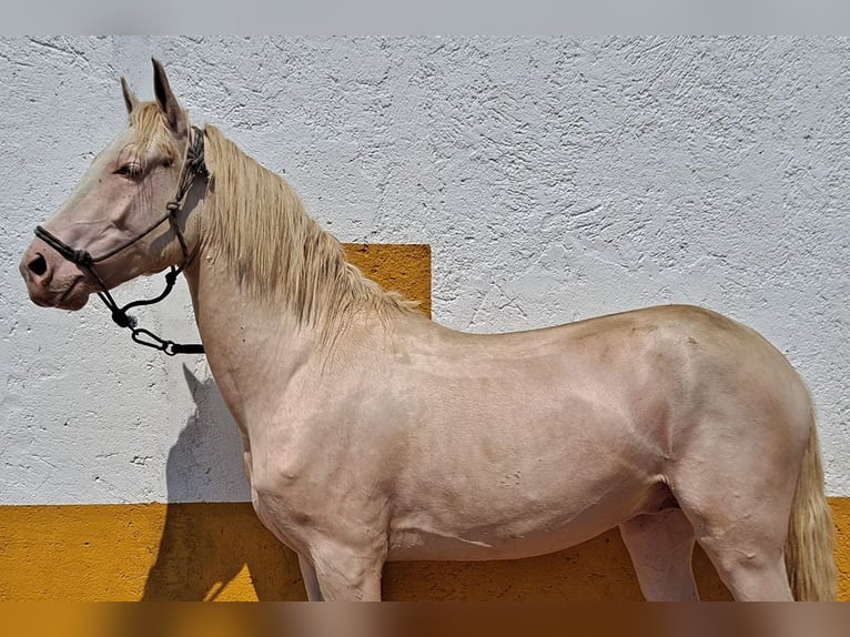 Andaluces Caballo castrado 2 años 157 cm Cremello in Cac&#xE9;res
