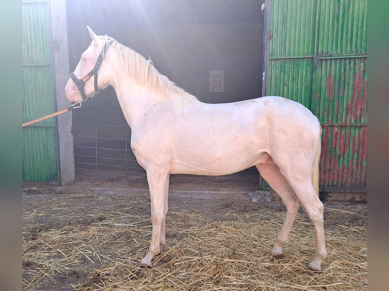 Andaluces Caballo castrado 2 años 157 cm Cremello in Cac&#xE9;res