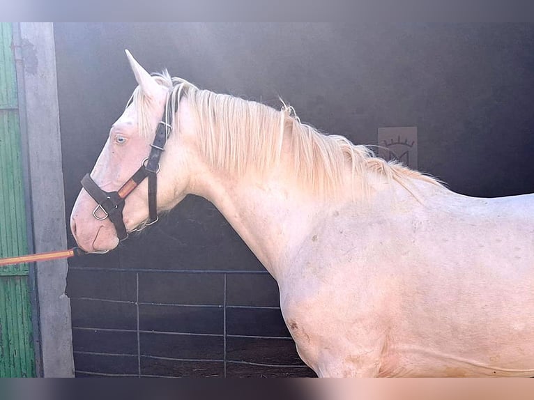 Andaluces Caballo castrado 2 años 157 cm Cremello in Cac&#xE9;res