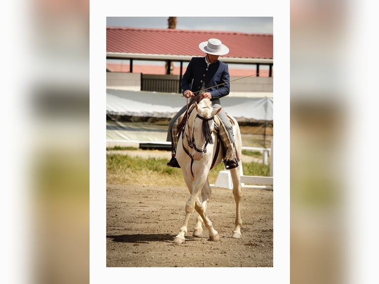 Andaluces Caballo castrado 2 años 157 cm Cremello in Cac&#xE9;res