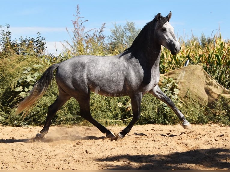 Andaluces Caballo castrado 2 años 157 cm Tordo in Provinz Granada