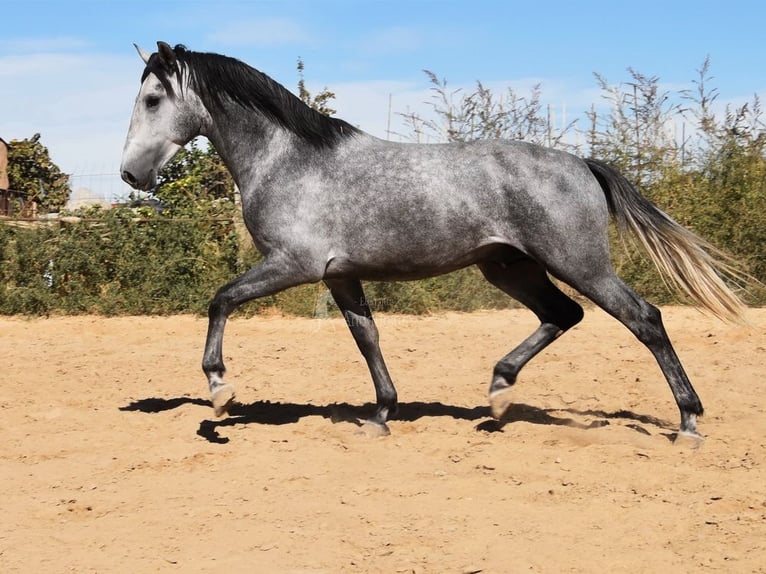 Andaluces Caballo castrado 2 años 157 cm Tordo in Provinz Granada