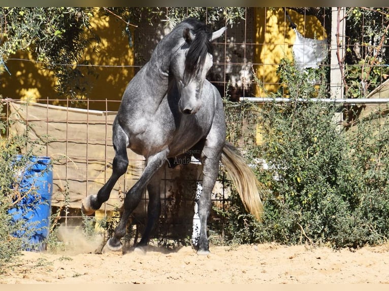 Andaluces Caballo castrado 2 años 157 cm Tordo in Provinz Granada