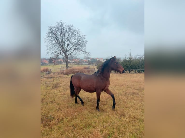Andaluces Caballo castrado 2 años 160 cm Castaño in Ballenstedt