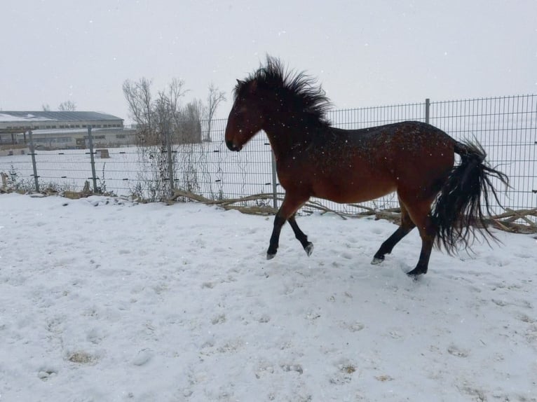 Andaluces Caballo castrado 2 años 160 cm Castaño in Ballenstedt