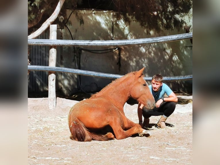 Andaluces Caballo castrado 2 años 162 cm Alazán in Adra Almeria