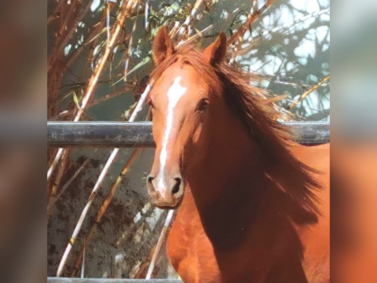 Andaluces Caballo castrado 2 años 162 cm Alazán in Adra Almeria