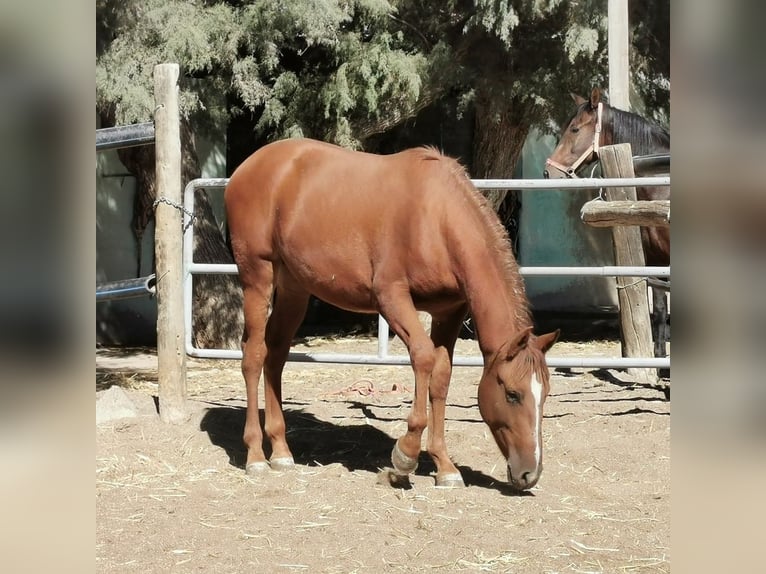 Andaluces Caballo castrado 2 años 162 cm Alazán in Adra Almeria