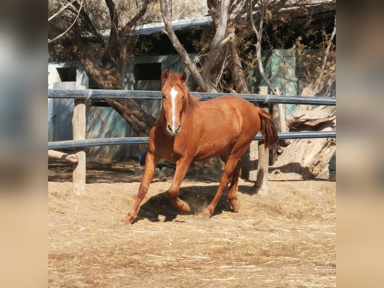 Andaluces Caballo castrado 2 años 162 cm Alazán in Adra Almeria