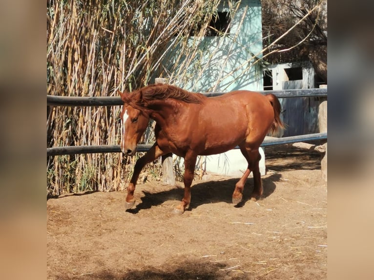 Andaluces Caballo castrado 2 años 162 cm Alazán in Adra Almeria