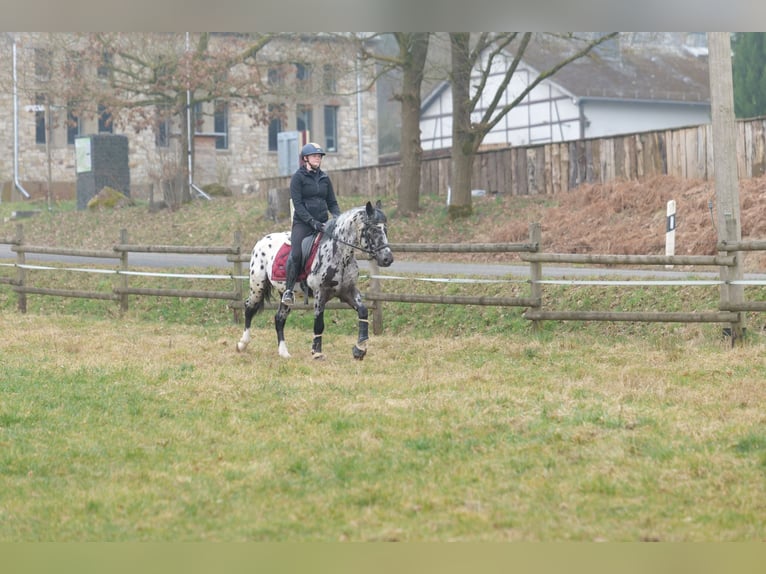 Andaluces Caballo castrado 3 años 144 cm Atigrado/Moteado in Neustadt (Wied)