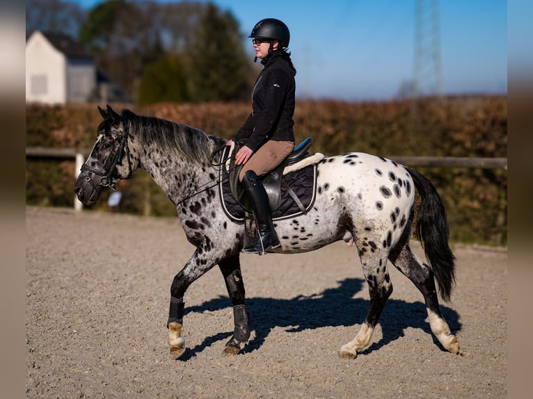 Andaluces Caballo castrado 3 años 144 cm Atigrado/Moteado in Neustadt (Wied)