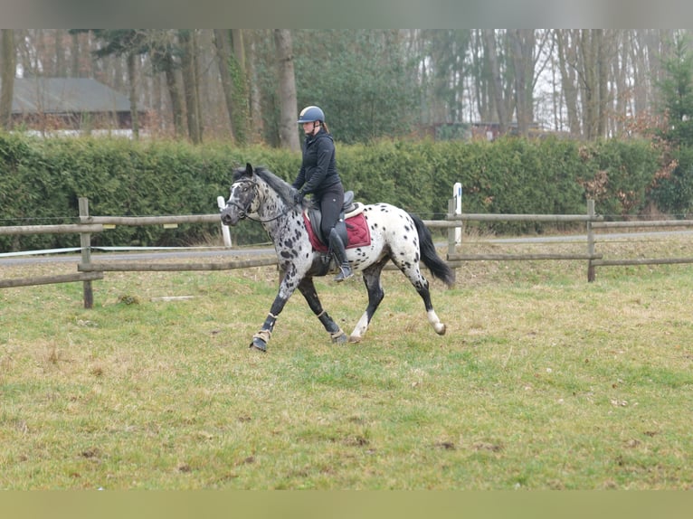 Andaluces Caballo castrado 3 años 144 cm Atigrado/Moteado in Neustadt (Wied)