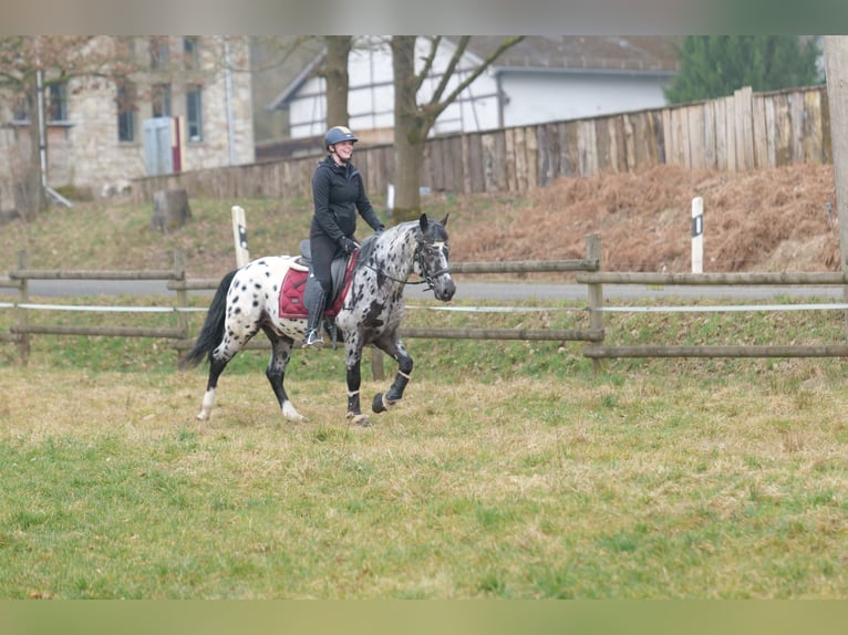 Andaluces Caballo castrado 3 años 144 cm Atigrado/Moteado in Neustadt (Wied)