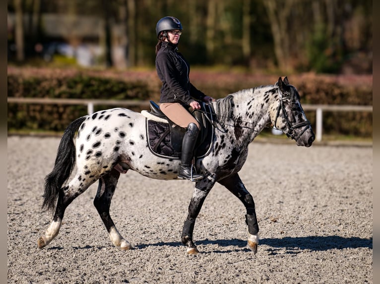 Andaluces Caballo castrado 3 años 144 cm Atigrado/Moteado in Neustadt (Wied)