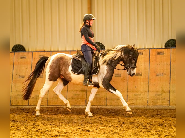 Andaluces Caballo castrado 3 años 146 cm Pío in Neustadt (Wied)