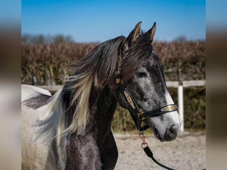Andaluces Caballo castrado 3 años 146 cm Pío in Neustadt (Wied)