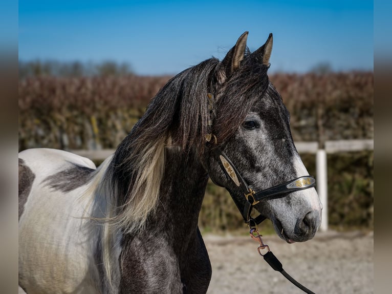 Andaluces Caballo castrado 3 años 146 cm Pío in Neustadt (Wied)