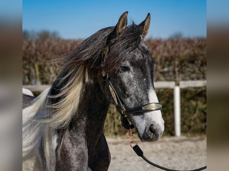 Andaluces Caballo castrado 3 años 146 cm Pío in Neustadt (Wied)