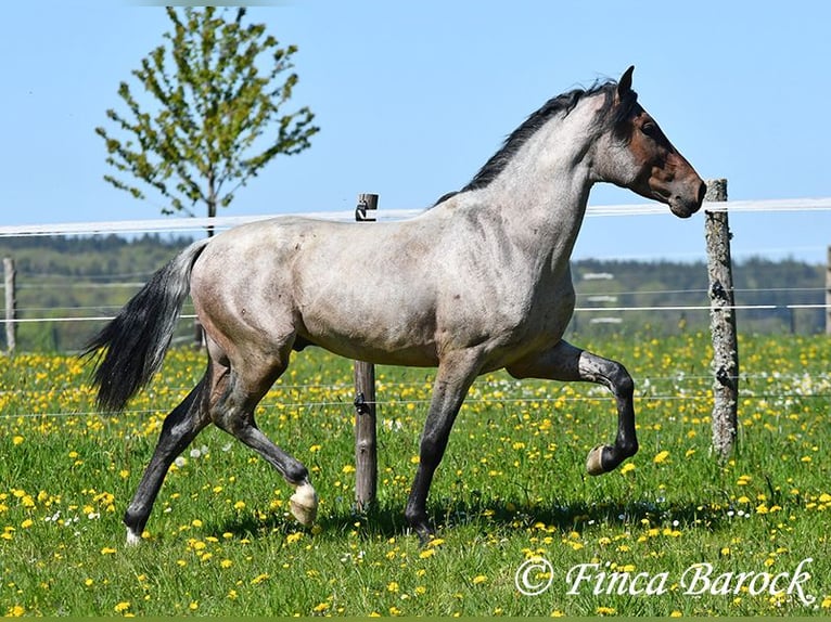 Andaluces Caballo castrado 3 años 148 cm Castaño-ruano in Wiebelsheim