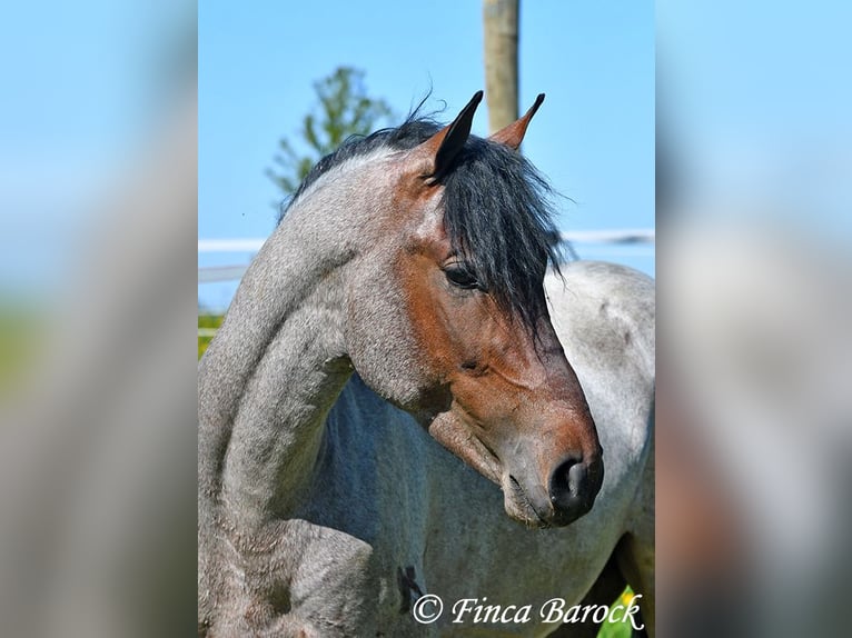 Andaluces Caballo castrado 3 años 148 cm Castaño-ruano in Wiebelsheim