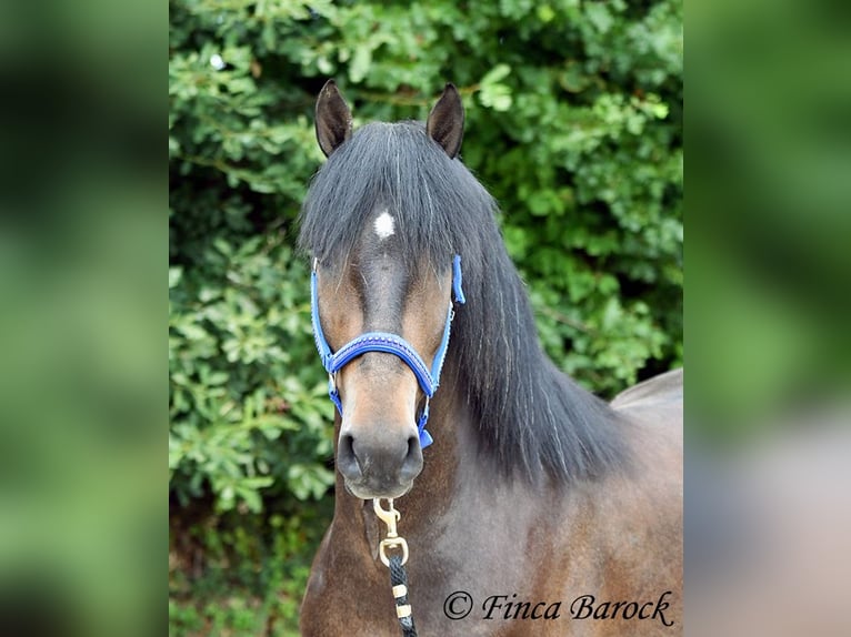 Andaluces Caballo castrado 3 años 148 cm Morcillo in Wiebelsheim