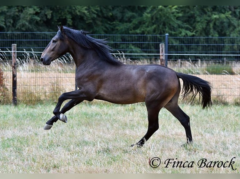 Andaluces Caballo castrado 3 años 148 cm Morcillo in Wiebelsheim