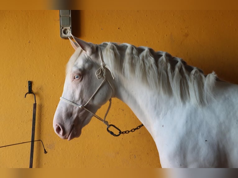 Andaluces Caballo castrado 3 años 148 cm White/Blanco in Malaga