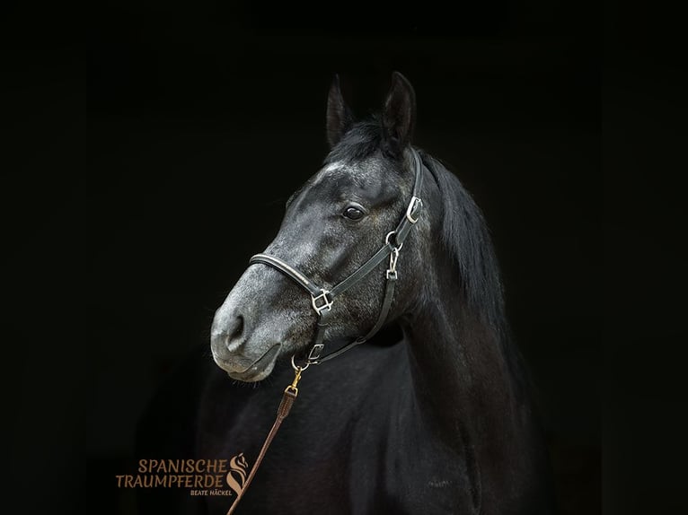 Andaluces Mestizo Caballo castrado 3 años 150 cm Negro in Traventhal