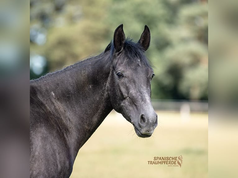 Andaluces Mestizo Caballo castrado 3 años 150 cm Negro in Traventhal