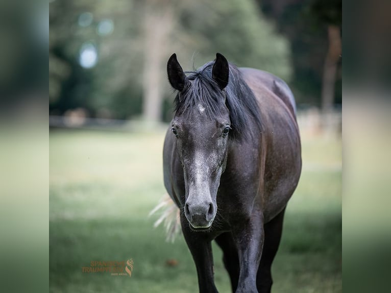 Andaluces Mestizo Caballo castrado 3 años 150 cm Negro in Traventhal