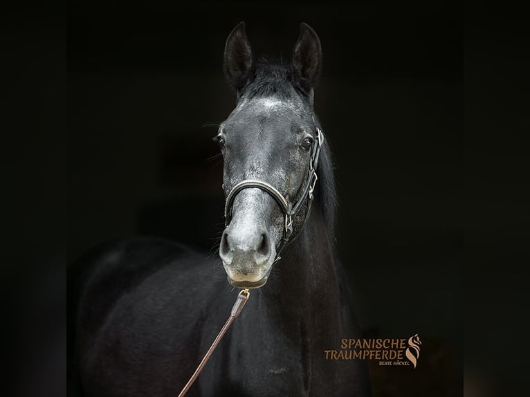 Andaluces Mestizo Caballo castrado 3 años 150 cm Negro in Traventhal