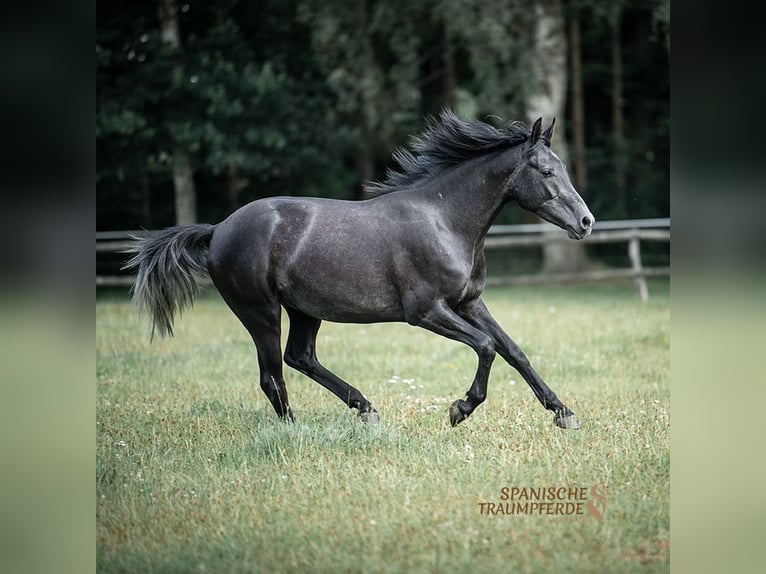 Andaluces Mestizo Caballo castrado 3 años 150 cm Negro in Traventhal