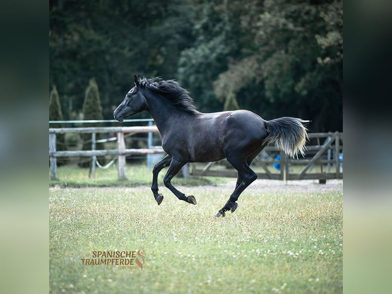 Andaluces Mestizo Caballo castrado 3 años 150 cm Negro in Traventhal