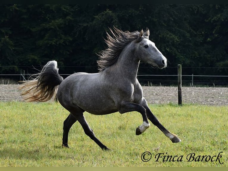 Andaluces Caballo castrado 3 años 150 cm Tordo in Wiebelsheim