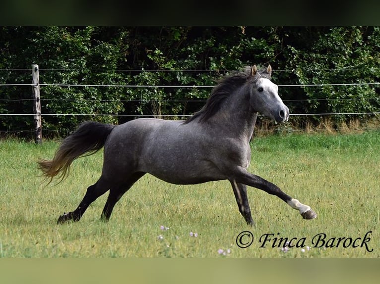 Andaluces Caballo castrado 3 años 150 cm Tordo in Wiebelsheim