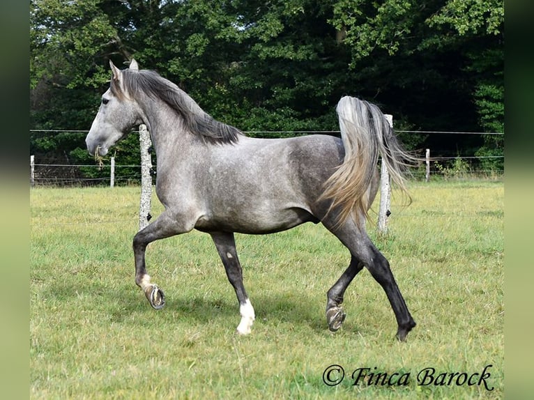 Andaluces Caballo castrado 3 años 150 cm Tordo in Wiebelsheim