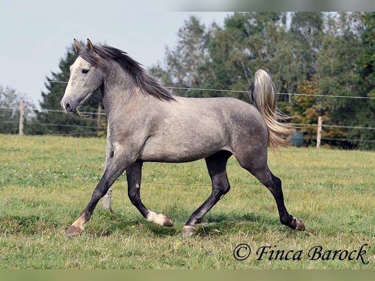 Andaluces Caballo castrado 3 años 150 cm Tordo in Wiebelsheim