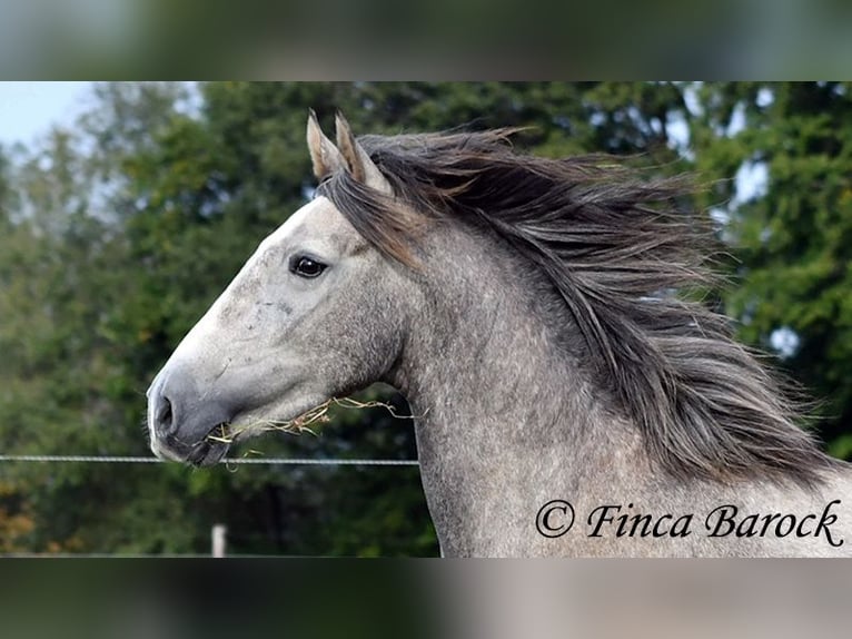 Andaluces Caballo castrado 3 años 150 cm Tordo in Wiebelsheim