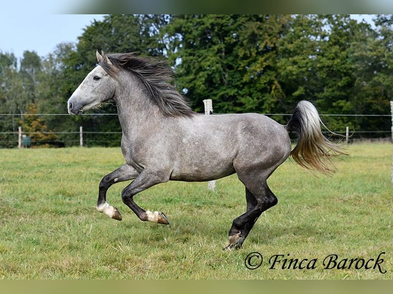 Andaluces Caballo castrado 3 años 150 cm Tordo in Wiebelsheim